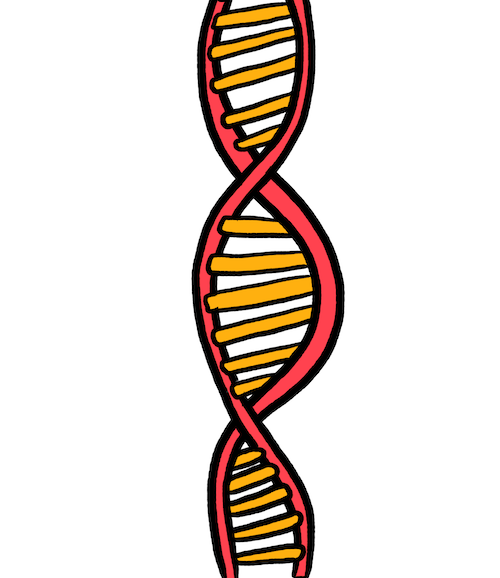 Drawing of DNA