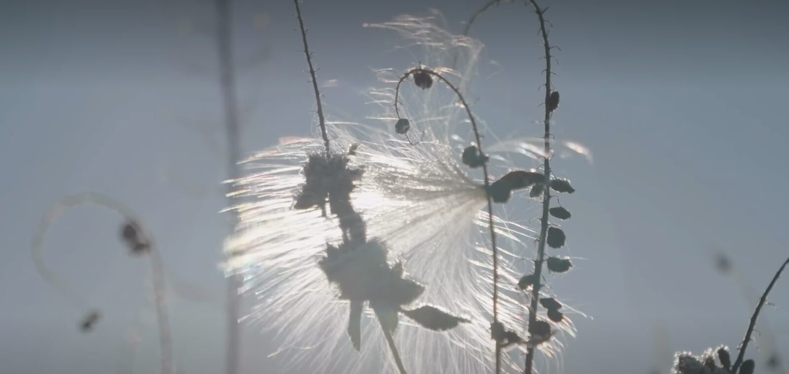 Des herbes et des akènes du marais à contre-jour, scintillant dans une lumière douce.