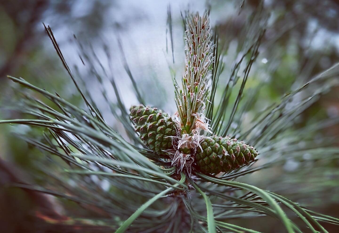 De petites pommes de pin sur une branche, en gros plan.