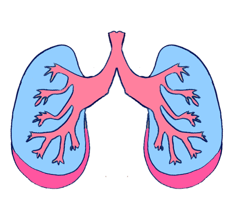 Drawing of lungs